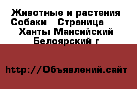 Животные и растения Собаки - Страница 10 . Ханты-Мансийский,Белоярский г.